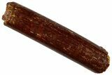 Fossil Sauropod Dinosaur (Rebbachisaurus) Tooth - Morocco #293656-1